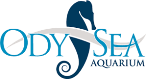 Odysea Logo